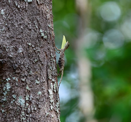 Flying Lizard on a tree