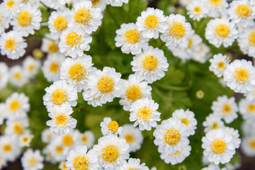 Flowers of chamomile with blurred same flowers in the background.