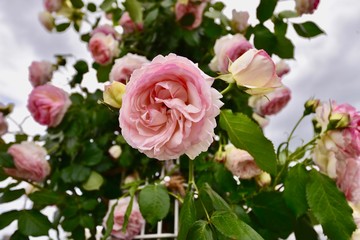 日本の美しいバラ