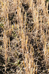 stubble left in the field