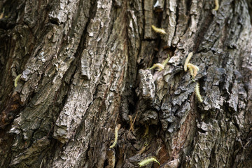 Tree bark texture