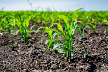 Closeup of green corn sprouts planted in neat rows against a blue sky. Copy space, space for text. Agriculture. Ukraine
