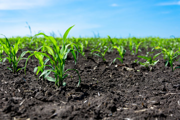 Closeup of green corn sprouts planted in neat rows against a blue sky. Copy space, space for text. Agriculture. Ukraine