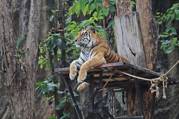 Animal,  it is a tiger that be fierce creatures,  see it at KHON KAEN park in THAILAND.  