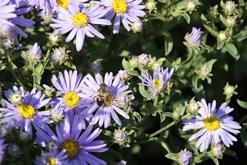 Blüte einer Aster mit Biene