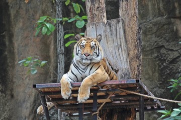 Animal,  it is a tiger that be fierce creatures,  see it at KHON KAEN park in THAILAND.  