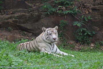 Animal,  it is a white tiger that be fierce creatures,  see it at KHON KAEN park in THAILAND.  