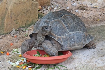 Animal,  it is tortoise,  be animal that have a carapace,  see it at KHON KAEN zoo in KHON KAEN province THAILAND.