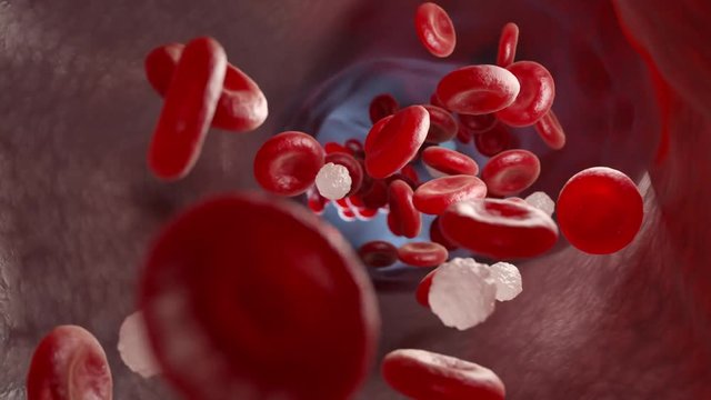 Red and white blood cells and in the vein. 3D animation