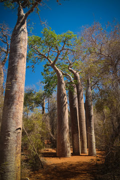 Landscape with Adansonia rubrostipa aka fony baobab tree in Reniala reserve , Toliara, Madagascar