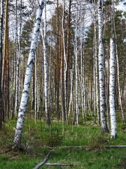 Obraz premium birke wald birkenwald im bayerischen wald nationalpark