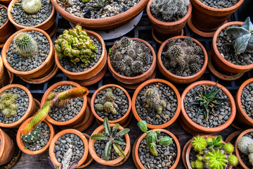 plants in pots
