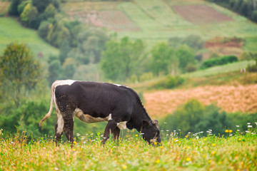 Black cow grazing on the alpine meadow, natural outdoor animal background, Carpathian mountains