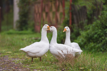 Obraz premium White domestic geese walking on green grass in the garden, natural outdoor animal background, rural scene