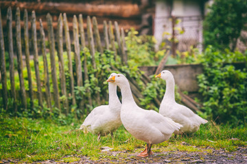White domestic geese walking on green grass in the garden, natural outdoor animal background, rural scene