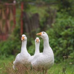 White domestic geese walking on green grass in the garden, natural outdoor animal background, rural scene