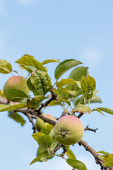 Green apples on the tree in summer day.