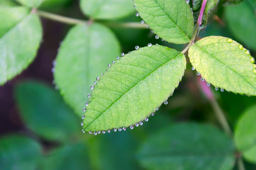 leaves on a branch with drops