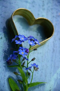 vergiss mich nicht  liebe