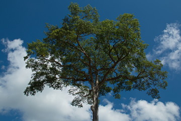Big tree near Puerto Jimenez on peninsula Osa in Costa Rica