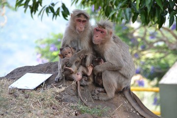 Famille singes