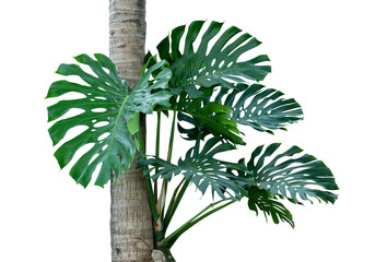 Tropical rainforest green Monstera jungle tree growing with coconut tree isolated on white background, clipping path incuded.