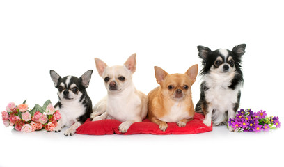 group of chihuahuas