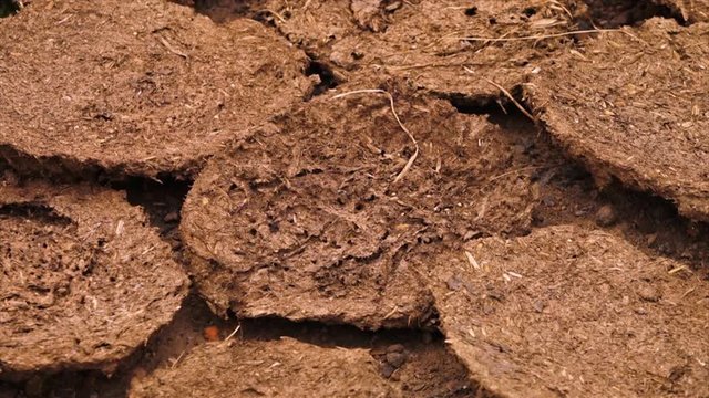 A steady, extreme close up shot of ants and bugs on the ground.