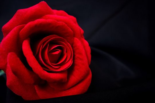 red rose black background black cloth roses are used in important events such as wedding valentines day gifts and anniversaries can be used as wallpaper images and the background image is black fabric
