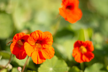 Fototapeta premium Nasturtium Flower