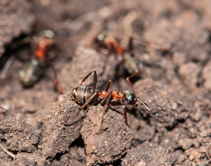 big ants in the ground