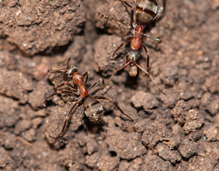 big ants in the ground