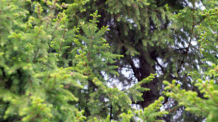 Fototapeta na wymiar Coniferous tree Close Up