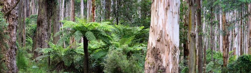 Olinda Forest