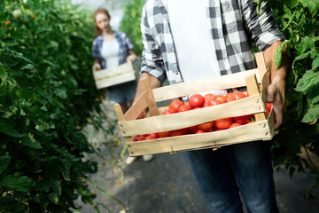 Young man harvesting tomatoes in greenhouse.