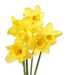 Naklejka na ściany i meble Bouquet of yellow narcissus flowers