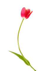 Beautiful red tulip