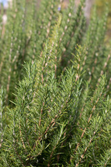 Rosemary Plant