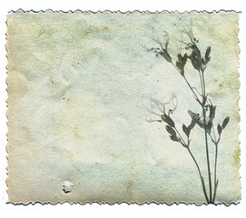 vintage background with flower