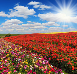 The spring sun illuminates field  in Israel