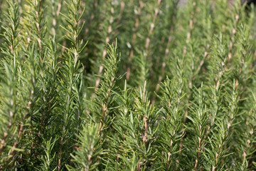 Rosemary Plant