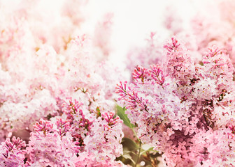 Lilac flowers pink background, spring and summer day