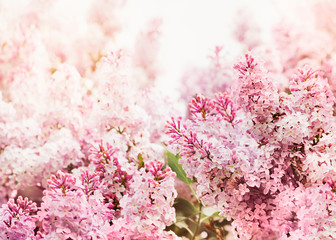 Fototapeta premium Lilac flowers pink background, spring and summer day