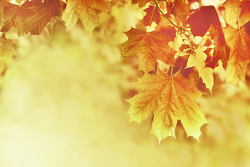 Naklejka na ściany i meble Autumn yellow maple leaves background. Plant and botany nature texture