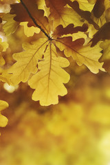 Naklejka na ściany i meble Autumn yellow oak leaves background. Plant and botany nature texture