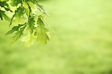 Green oak leaves background. Plant and botany nature texture - obrazy, fototapety, plakaty