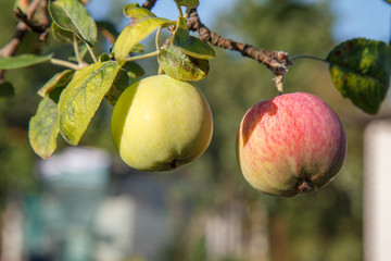 Green and red apples on the tree in summer day.