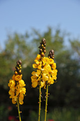 The decorative bright flowers