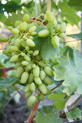 Unripe, young wine grapes in vineyard early summer.