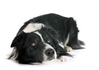  adult border collie